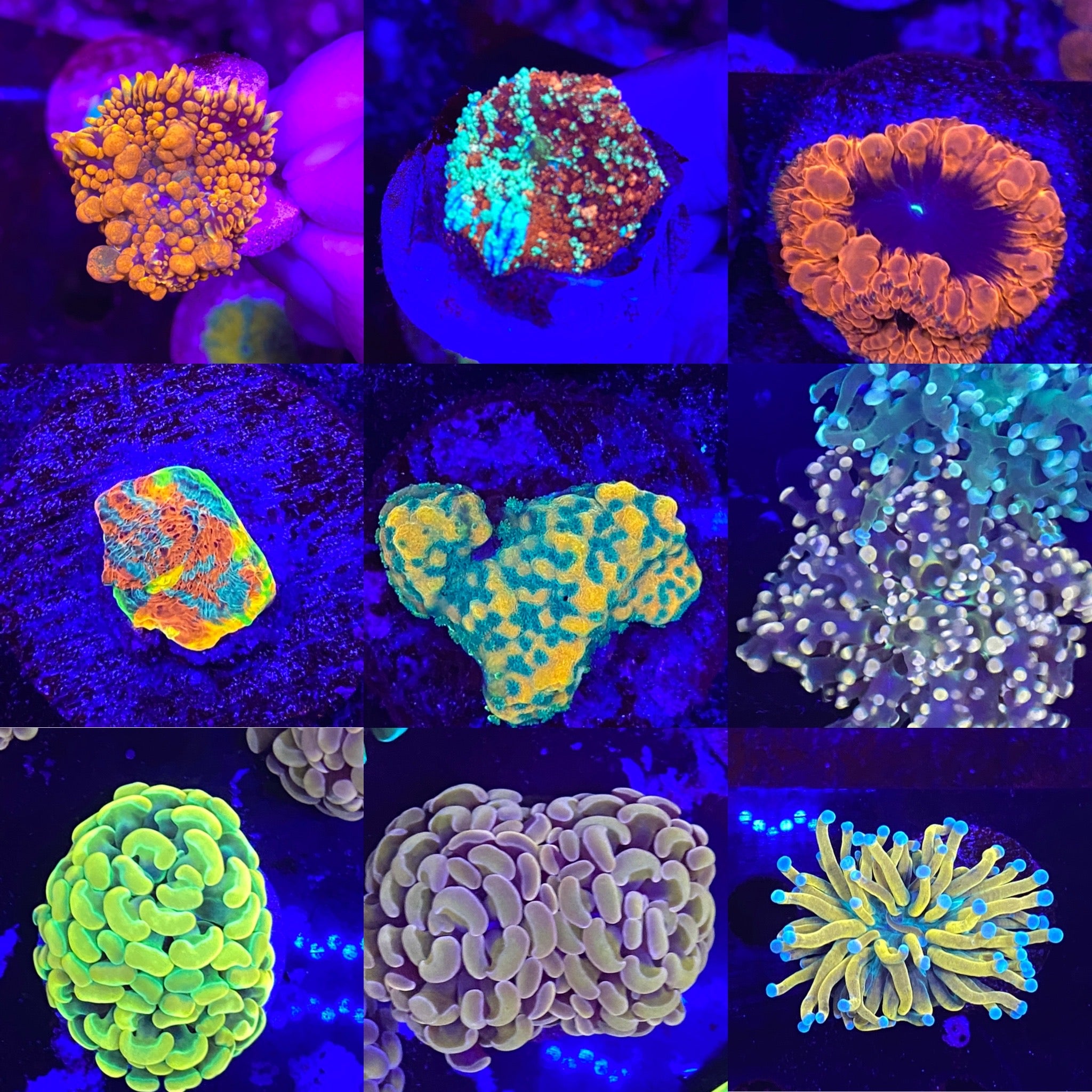 All Products – Kung Fu Corals All Products – Kung Fu Corals