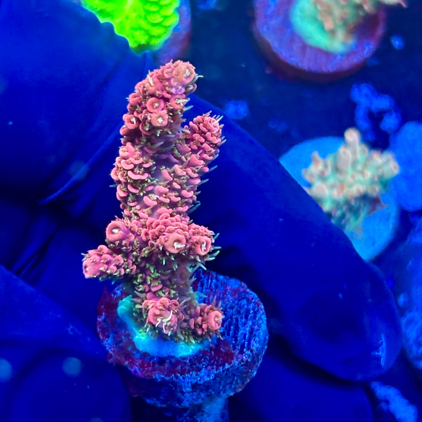 J5-G04-M08 || KFC Royal Pastel Milli SPS Frag WYSIWYG