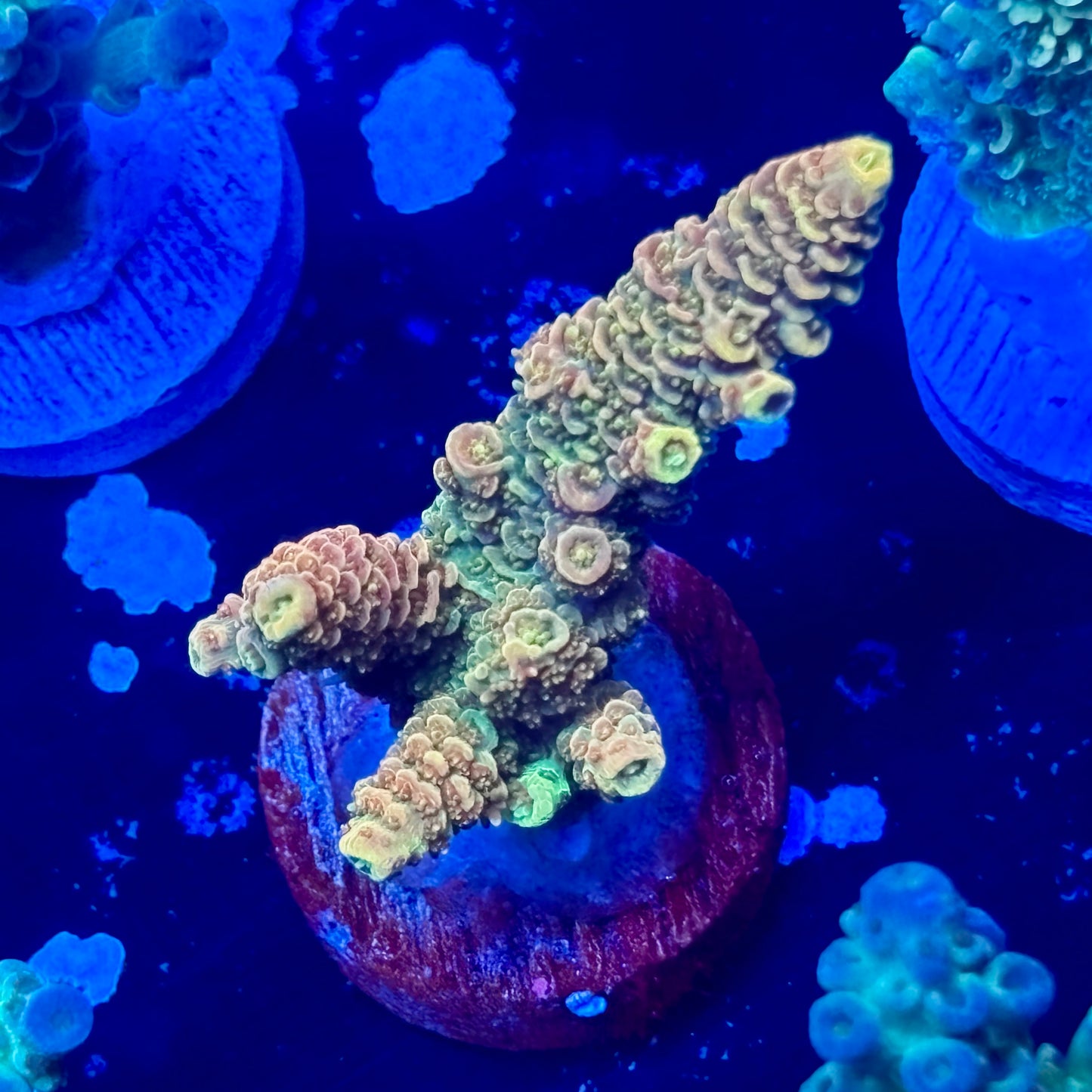 J1-H05-M09 || Sunset Milli SPS Frag WYSIWYG