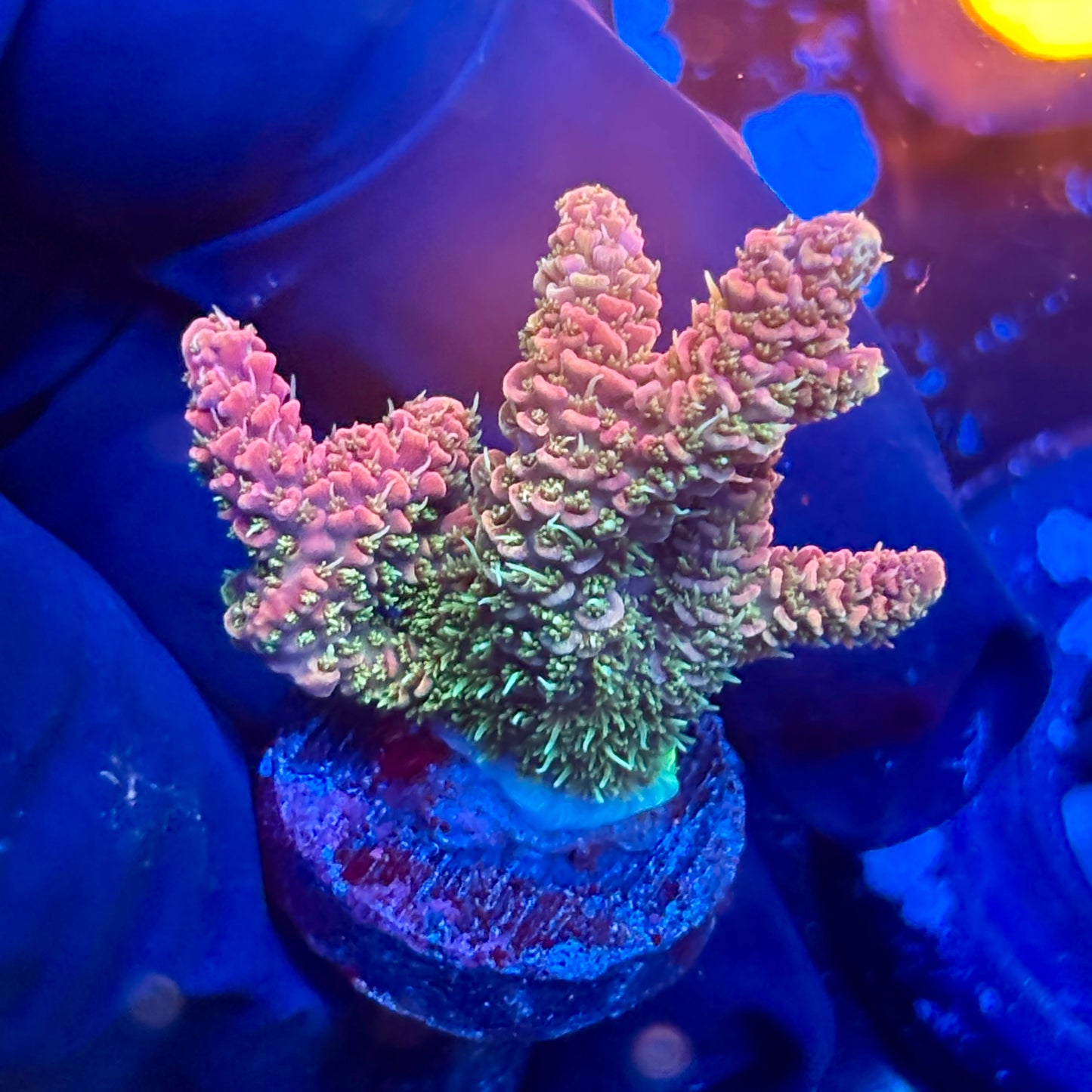 T1-E07-M08 || KFC Royal Pastel Milli SPS Frag WYSIWYG