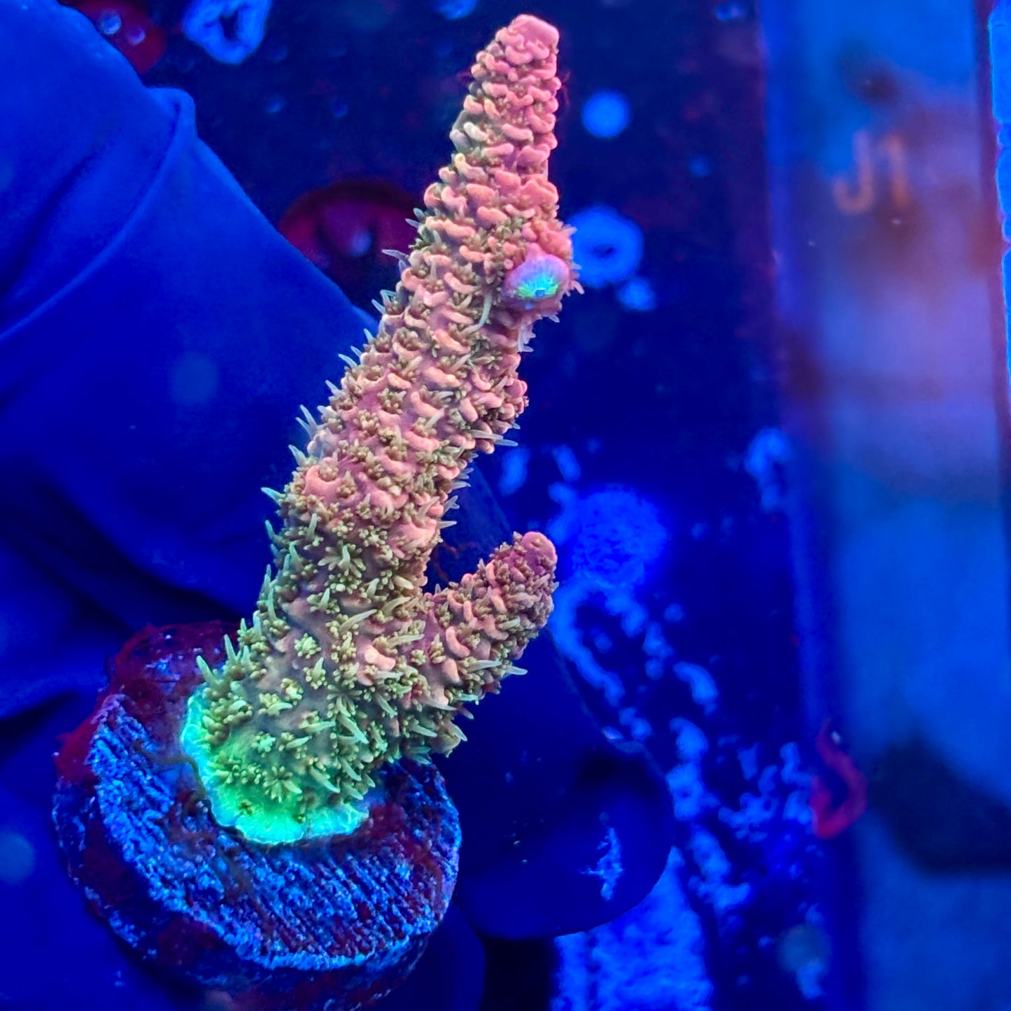 J5-G05-M08 || KFC Royal Pastel Milli SPS Frag WYSIWYG