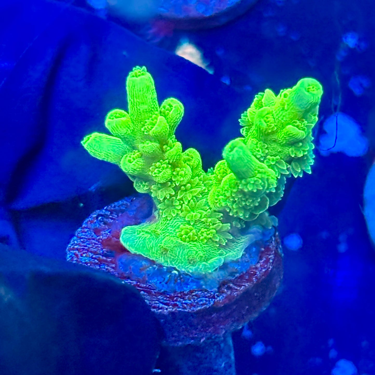 J1-B03-M09 || Deep Green Abyss Tenuis SPS Frag WYSIWYG