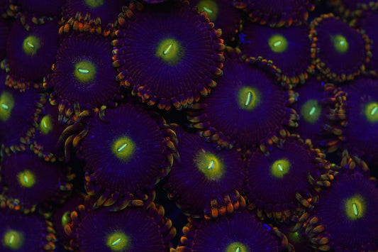 Bozo's Birthday Zoa Zz43