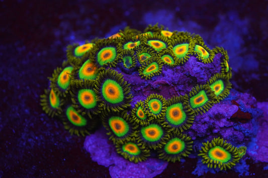 Rasta Zoa Zz55