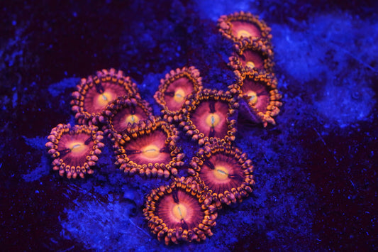 Anti Venom Zoa Zz60
