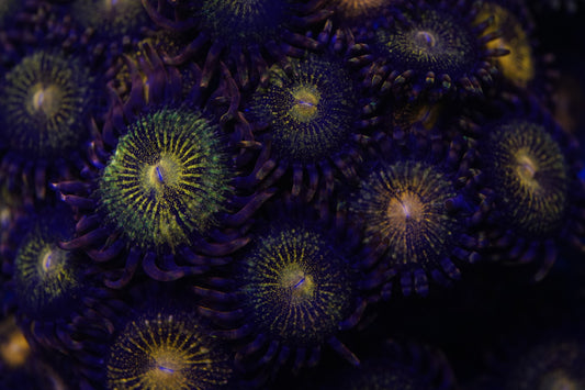 Pandora Zoa Zz52