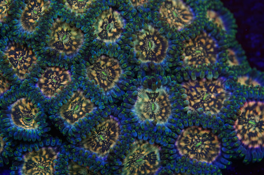 Hawaiian Ding Dang Zoa Zz32