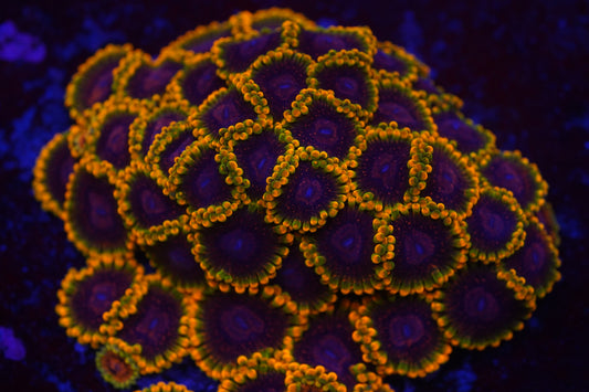 Mind Trick Zoa Zz31