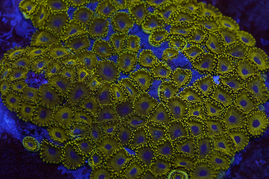 Canary Island Zoa Zz01
