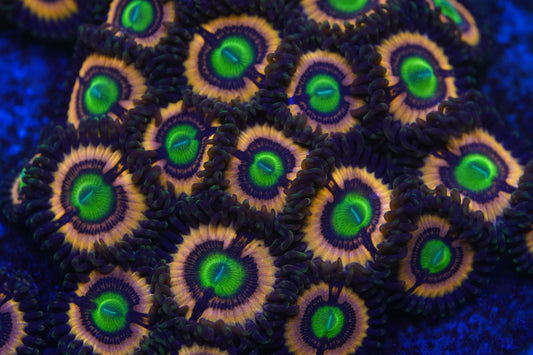 Drama Queen Zoa Zz47