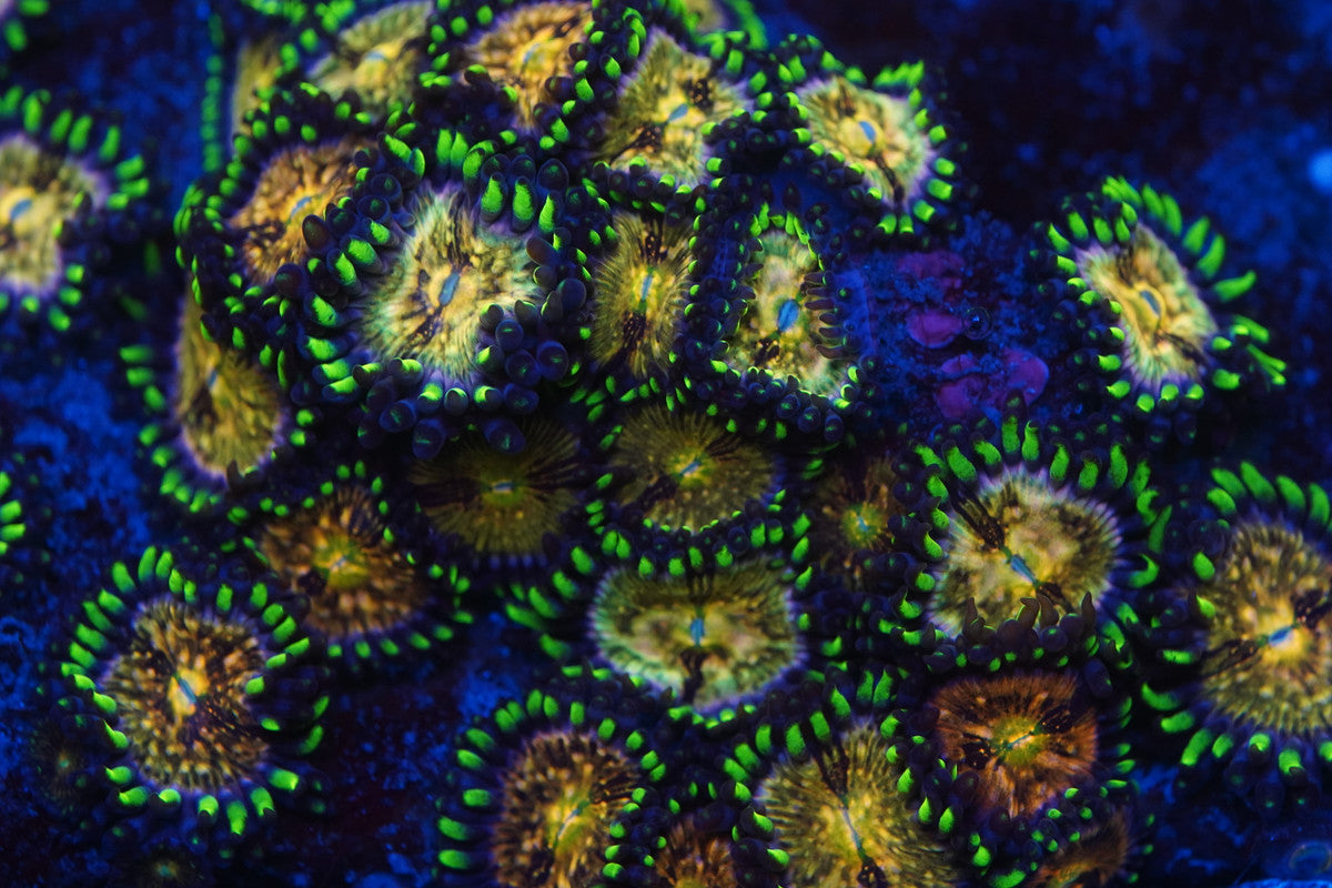 WWC Nirvana Zoa Zz59