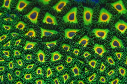 Island Time Zoa Zz54