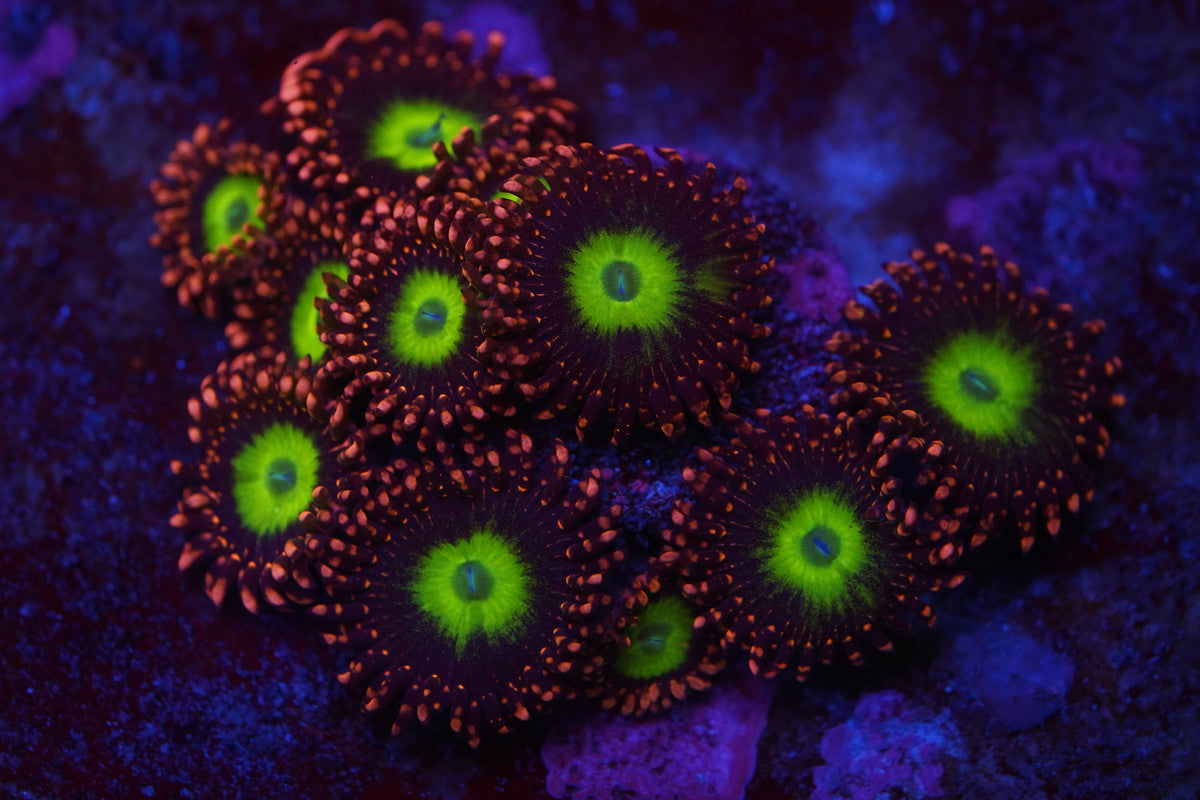 Chucky's Bride Zoa Zz57