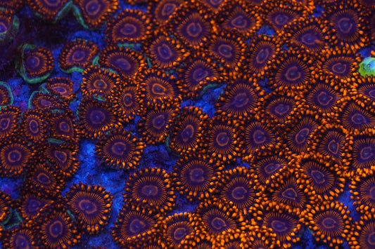 Twizzler Zoa Zz58