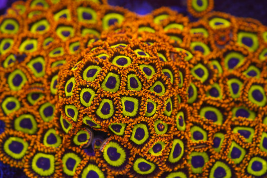 Fruit Loops Zoa Zz42