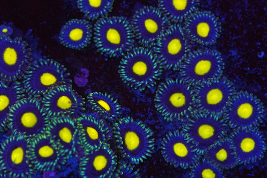 ZOI Zoa Zz26