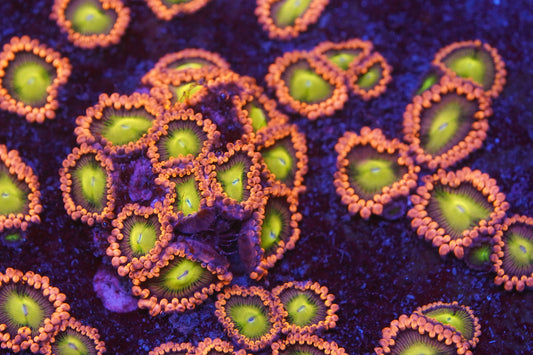 Laffy Taffy Zoa Zz40