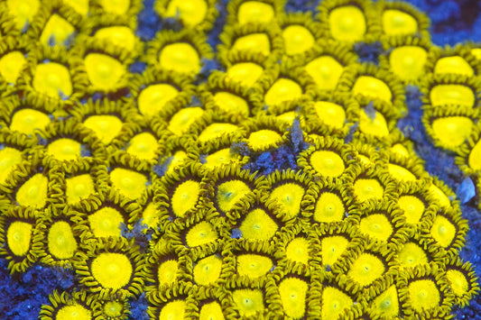King Midas Zoa Zz35