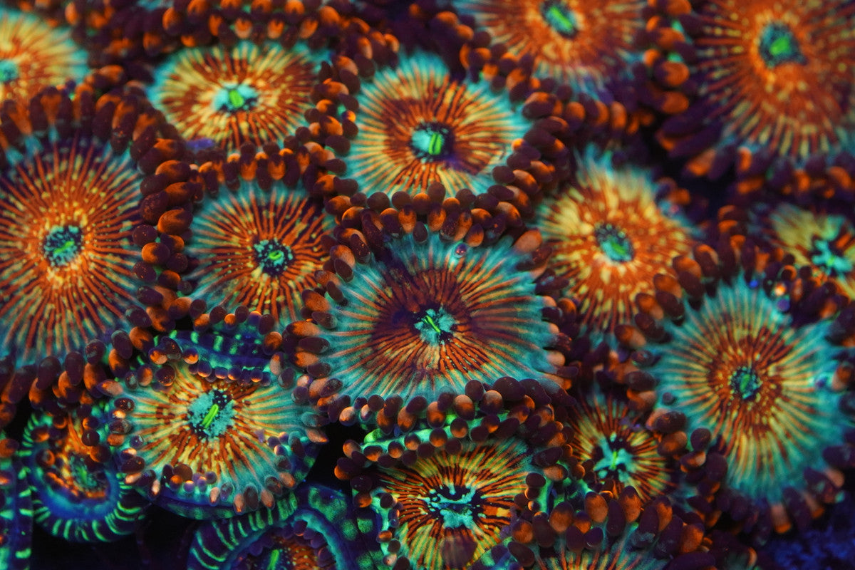 White Zombie Zoa