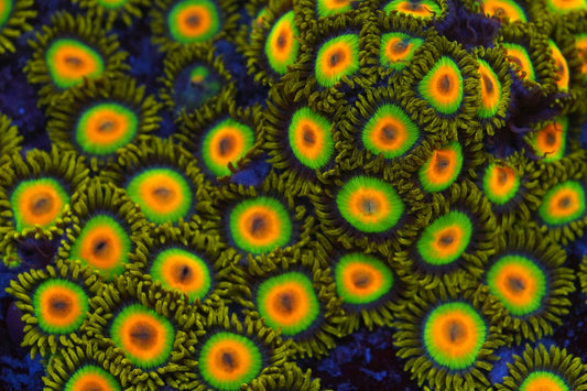 Rasta Zoa Zz37