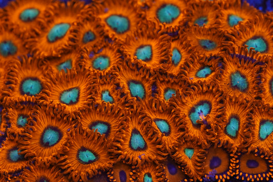 Charmander Zoa Zz12