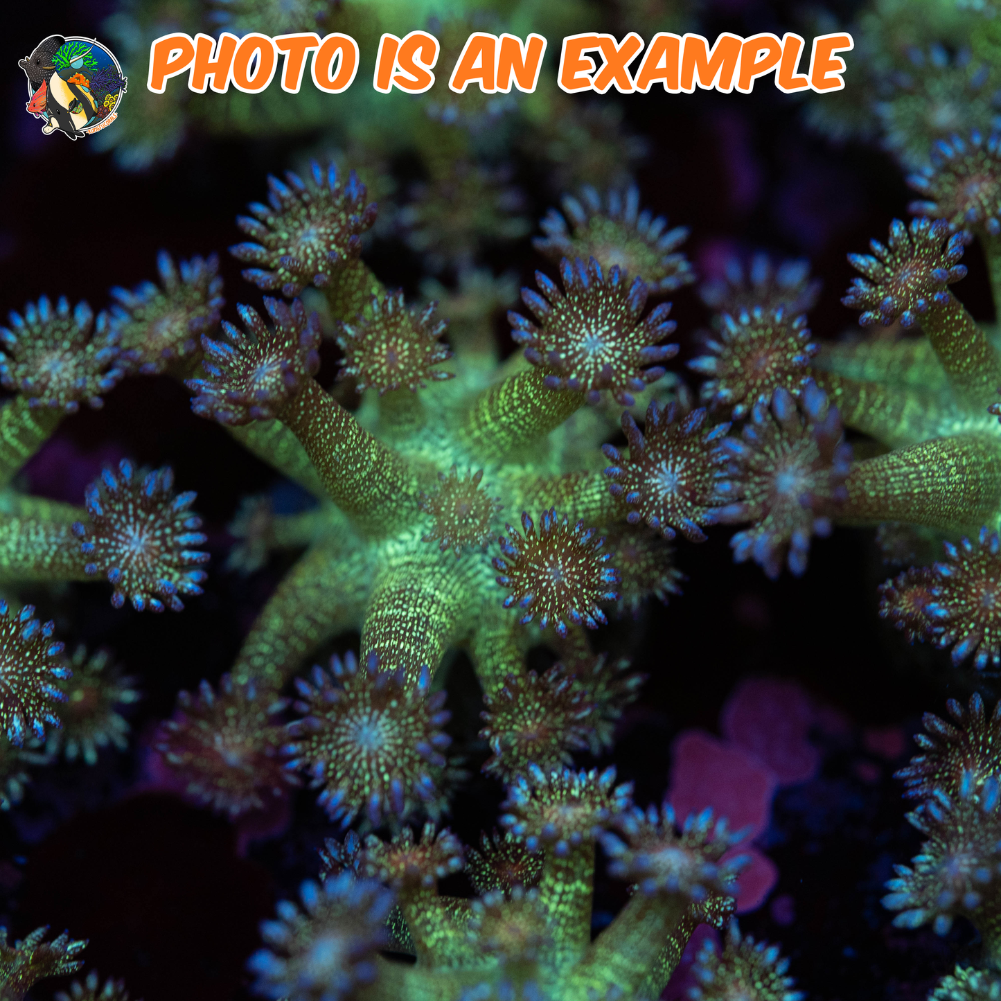 Green Glitter Bomb Goni