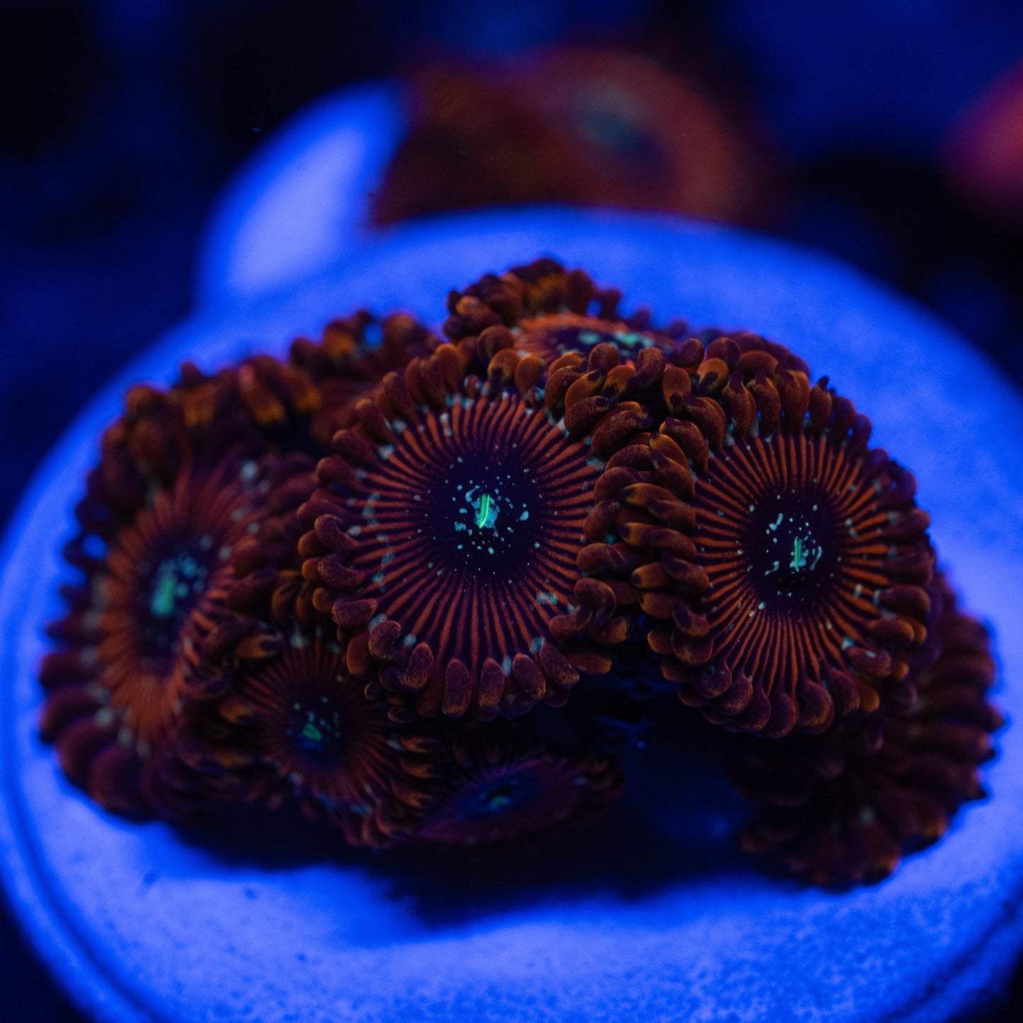 Magician Zoa