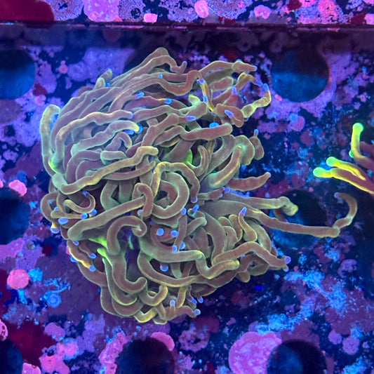 C3-09-M10 || 1 Head Dragon Tamer Torch WYSIWYG