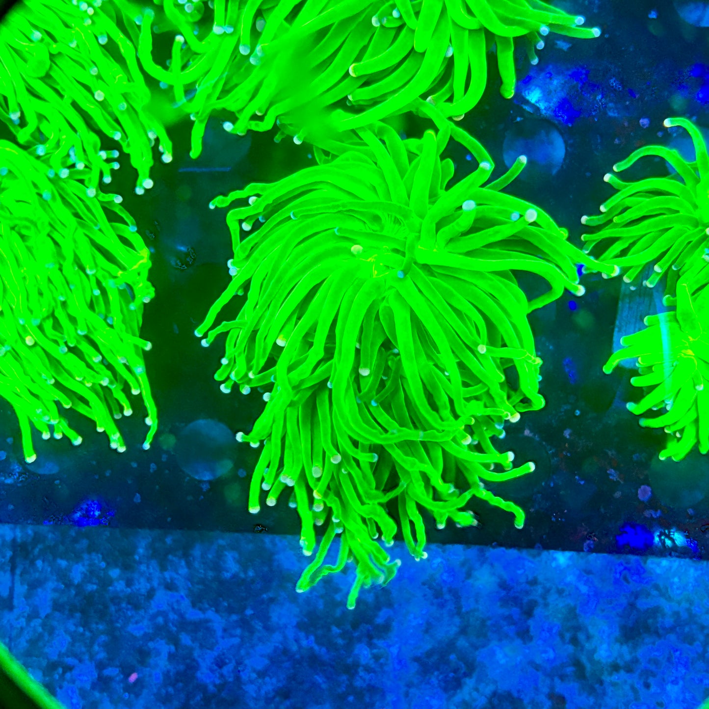 X5-04-M09 || 2 Head Malaysian Skittles Torch