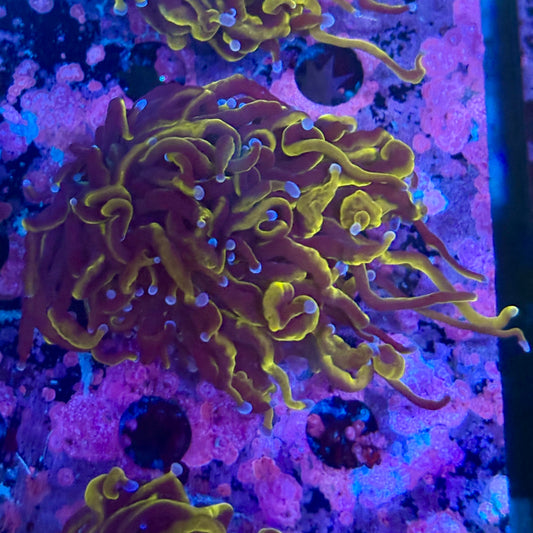 B3-08-M10 || 2 Head 24K Torch WYSIWYG