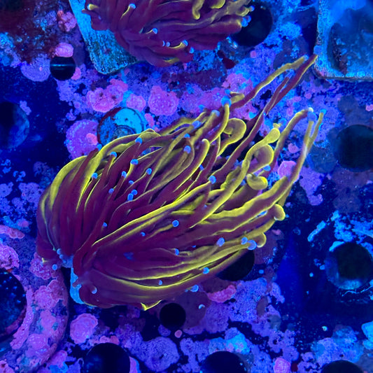 B3-01-M10 || 1 Head 24k Torch WYSIWYG