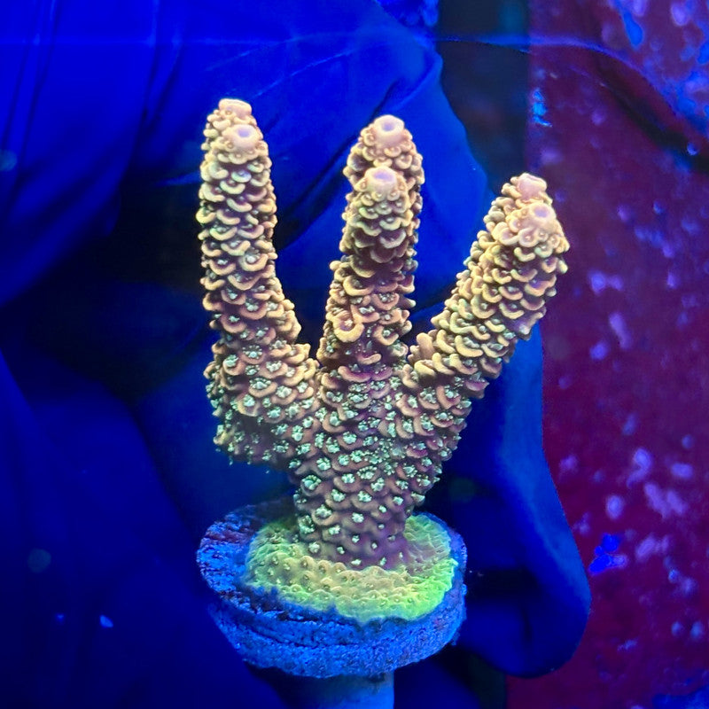 I5-G02-M01 || Solomon Island Mille SPS – Kung Fu Corals