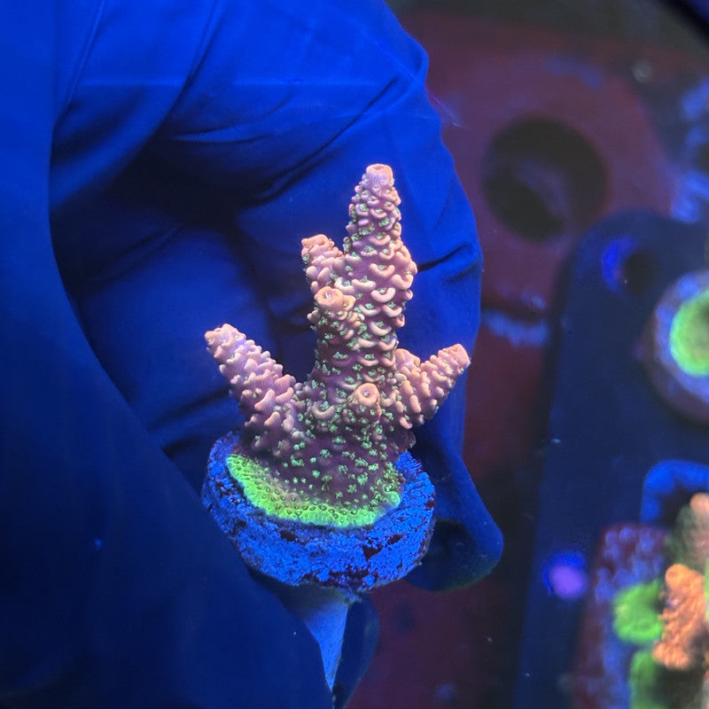 Y3-D06-M01 || Solomon Island Mille SPS