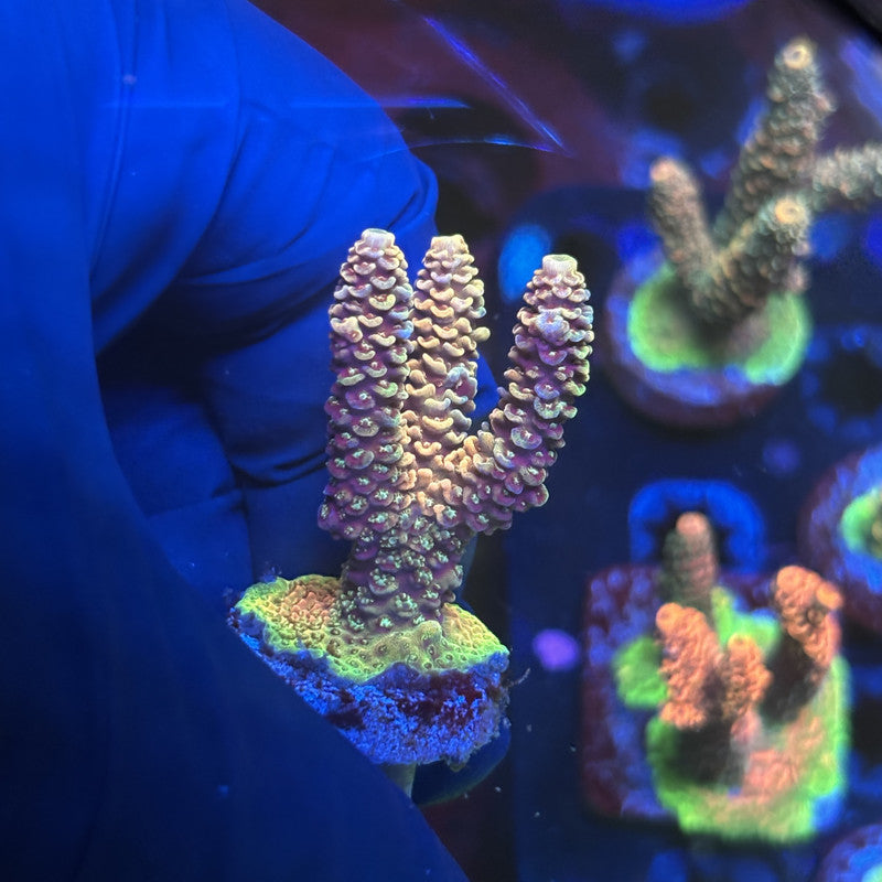 Y3-E06-M01 || Solomon Island Mille SPS