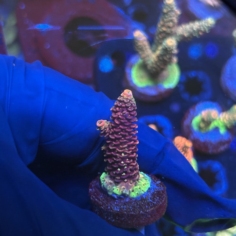 Y3-E07-M01 || Solomon Island Mille SPS