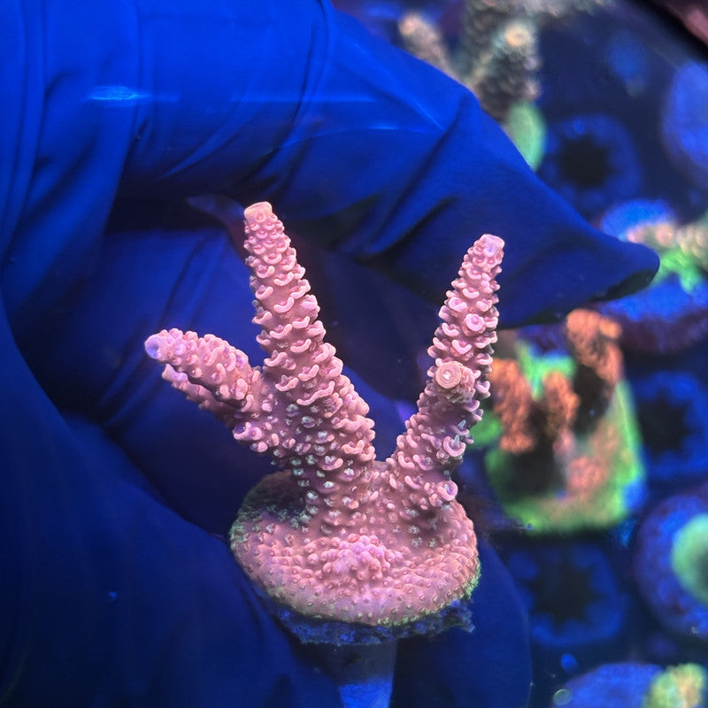 Y3-F04-M01 || Solomon Island Mille SPS