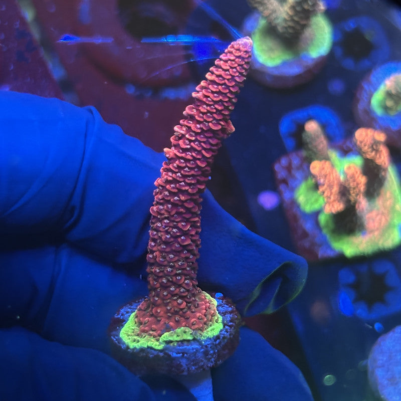 Y3-H03-M01 || Solomon Island Mille SPS