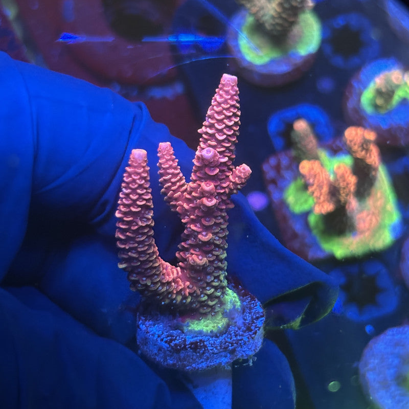 Y3-H04-M01 || Solomon Island Mille SPS