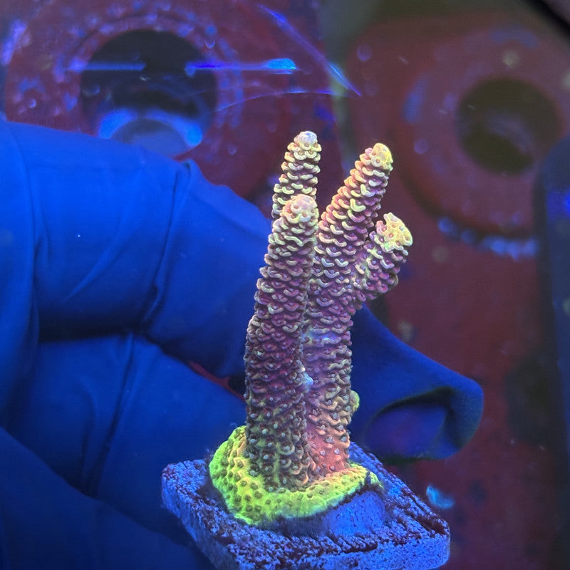 Y3-I01-M01 || Solomon Island Mille SPS