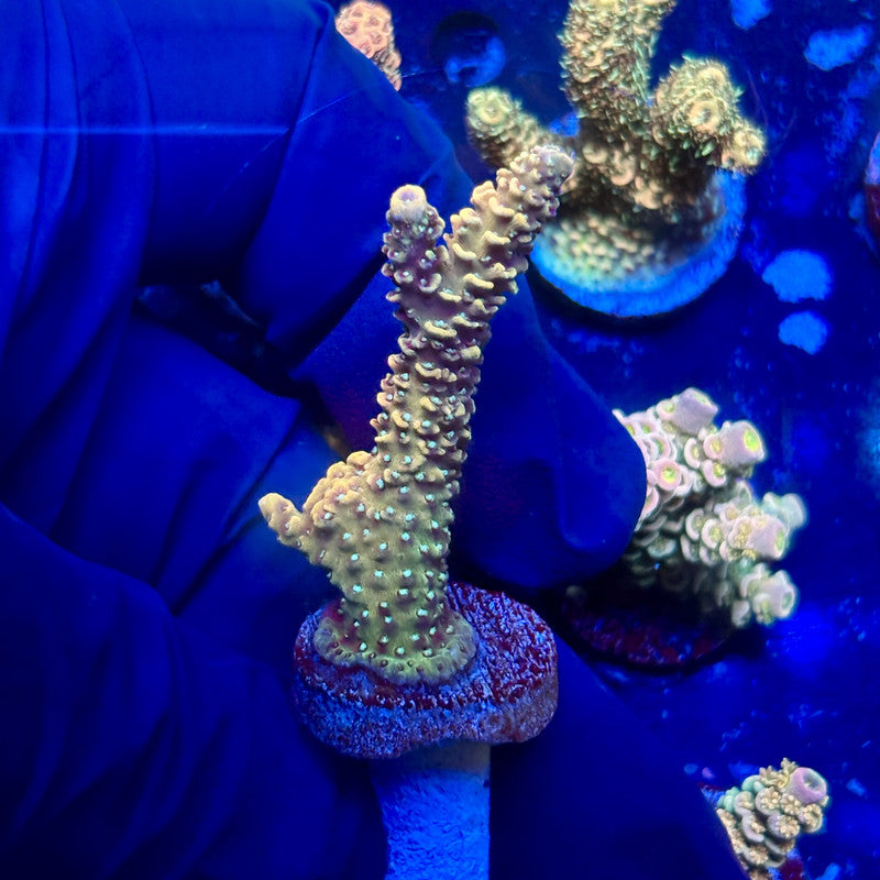 C4-C05-M01 || Solomon Island Mille SPS – Kung Fu Corals
