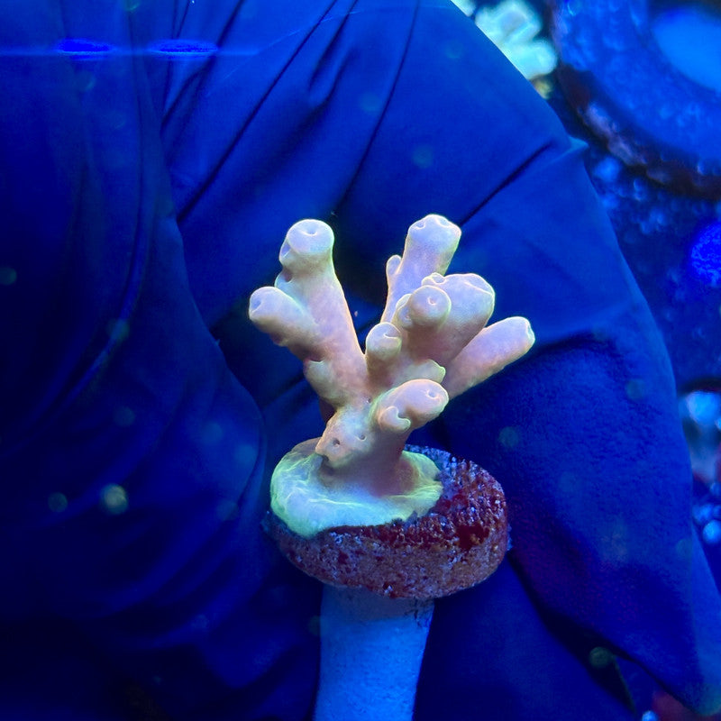 O3-I04-M01 || Malaysian Lukani Acropora SPS