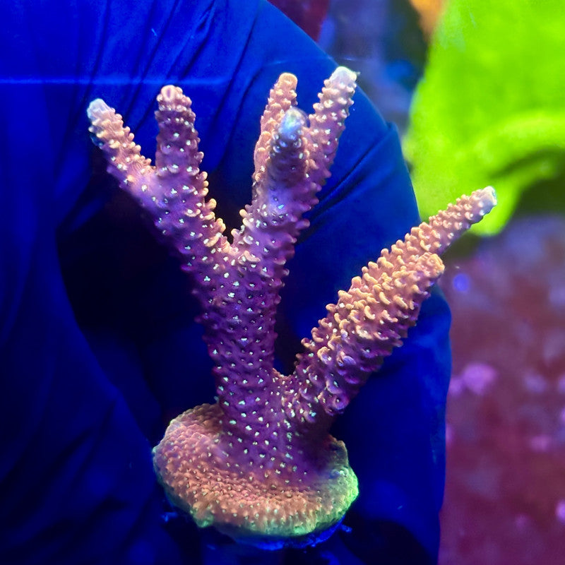 X2-C04-M01 || Solomon Island Mille Acropora SPS – Kung Fu Corals