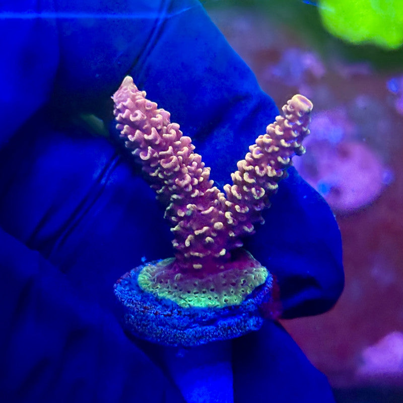 X2-F06-M01 || Solomon Island Mille Acropora SPS