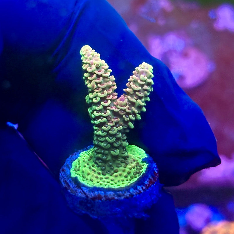 X2-G05-M01 || Solomon Island Mille Acropora SPS