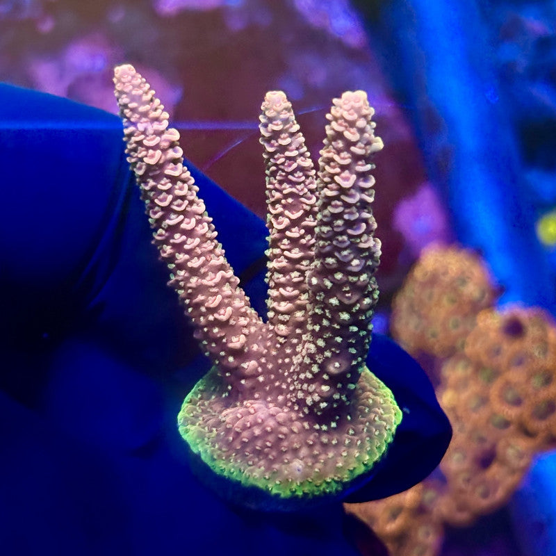 X2-H02-M01 || Solomon Island Mille Acropora SPS