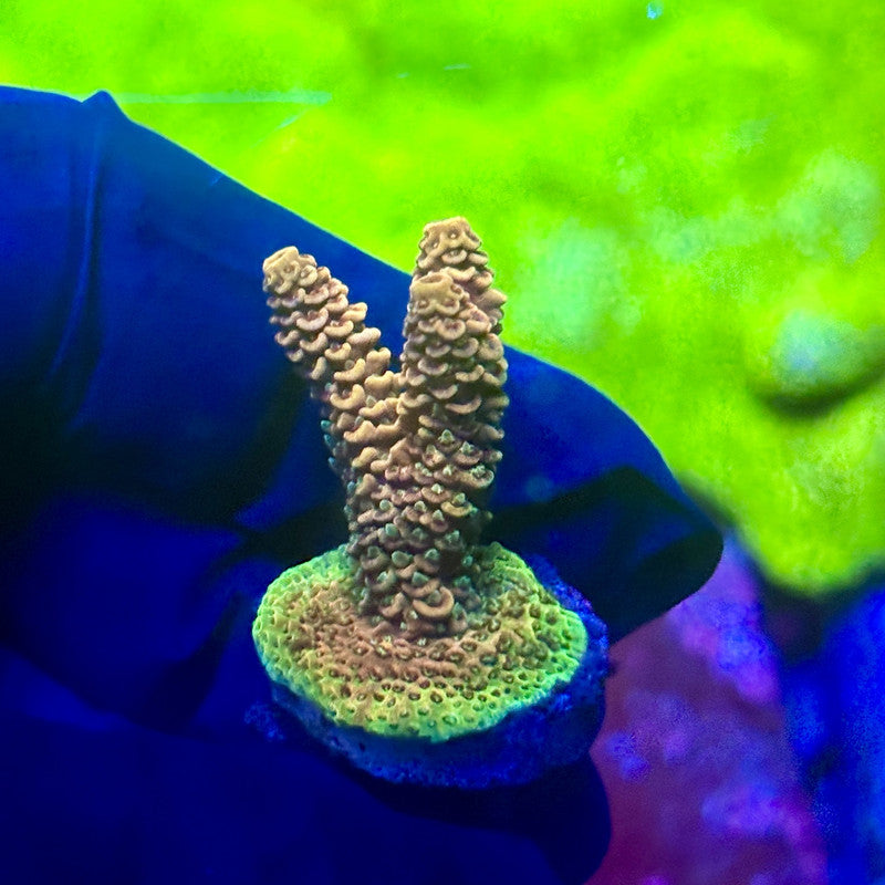 X2-I06-M01 || Solomon Island Mille Acropora SPS