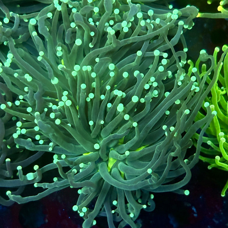 C2-09-M02 || 2 Head Hulk Torch WYSIWYG