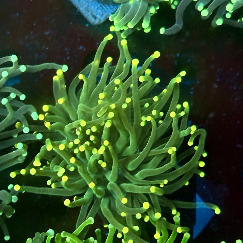 C2-14-M02 || 2 Head Green Lantern Torch WYSIWYG