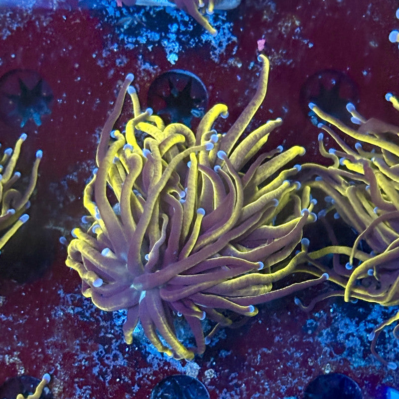 P4-07-M02 || 1 Head 24K Gold Torch WYSIWYG