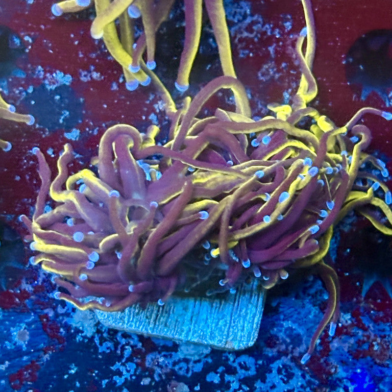 P4-09-M02 || 2 Head 24K Gold Torch WYSIWYG